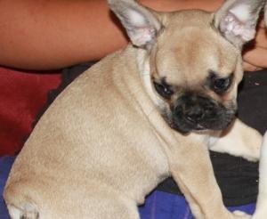 adorableFrenchBulldogForSaleNow